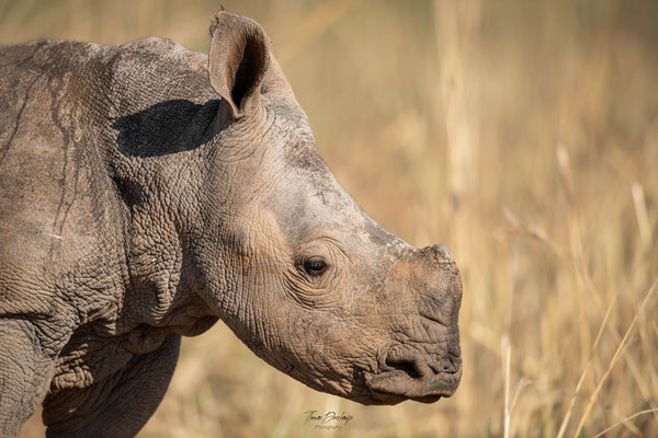 Thomas Deschamps Photography Rhinoceros blanc Afrique - White rhino Wide mouthed rhino Africa Wildlife pictures 