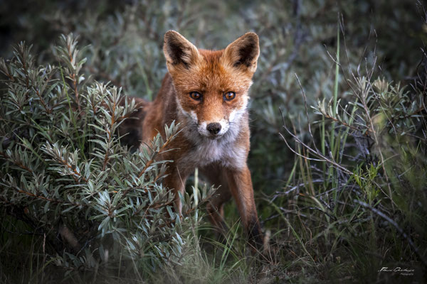 Thomas-Deschamps-Photography-Renard-Red-fox