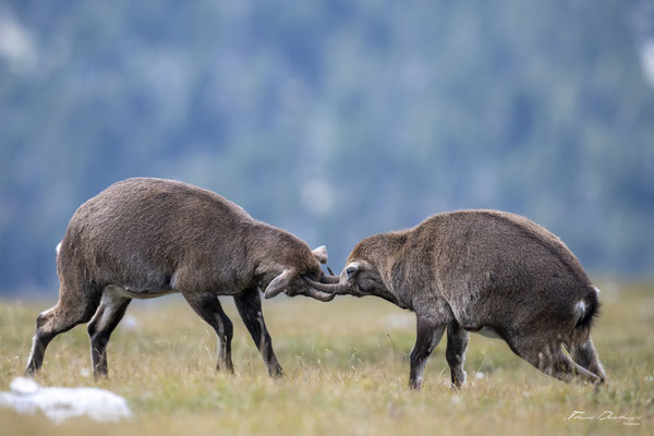 Thomas Deschamps Photography Bouquetin France Alpes Great ibex wildlife pictures