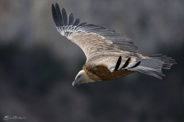 Thomas Deschamps Photography Vautour fauve France  baronnies provence griffon vulture wildlife pictures