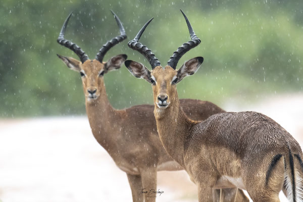 Thomas Deschamps Photography Impala Afrique - Impala Africa wildlife pictures