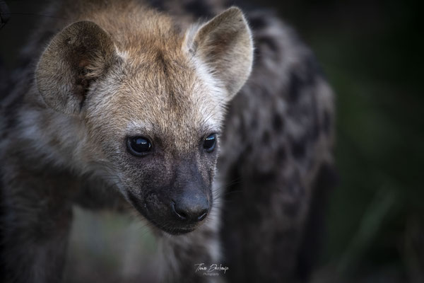 Hyene-tachetée-Spotted-hyena-Afrique-du-sud-South-Africa-thomas-deschamps-photography