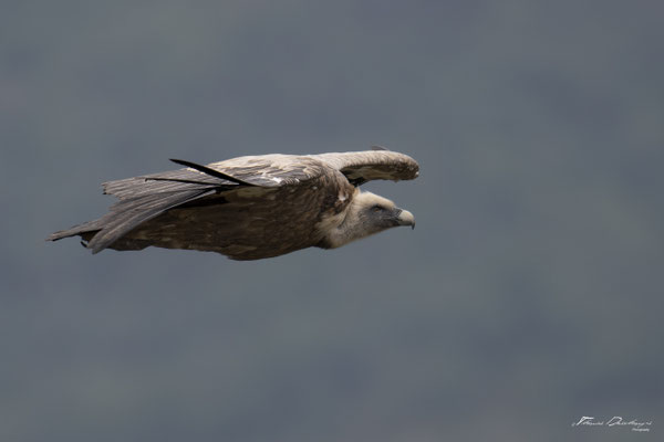 Thomas Deschamps Photography Vautour fauve France  baronnies provence griffon vulture wildlife pictures