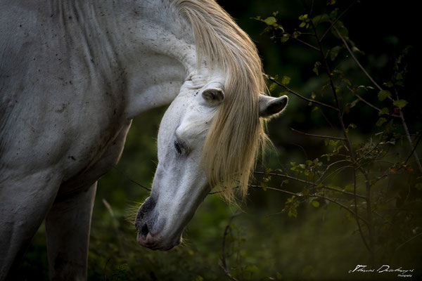 Thomas-Deschamps-Photography-cheval-blanc-camargue-France-photo-picture-wildlife-horse