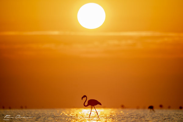 Thomas-Deschamps-Photography-flamant-rose-camargue-France-photo-picture-wildlife-flamingo