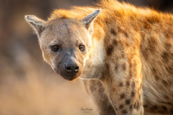 Thomas Deschamps Photography Hyene tachetee Afrique - Spotted Hyena Africa wildlife pictures
