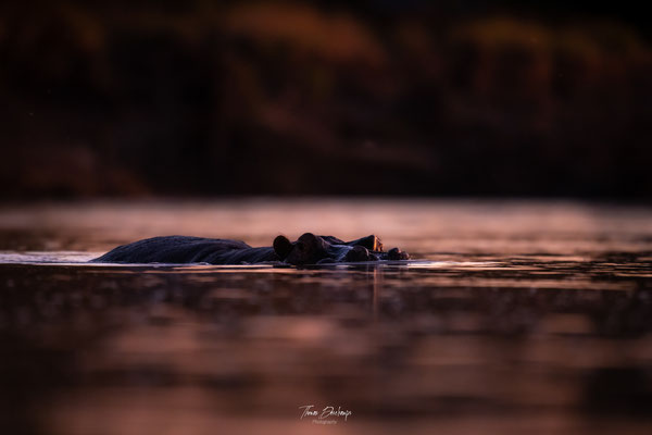Hippopotame-Hippopotamus-Zambie-Zambia-thomas-deschamps-photography