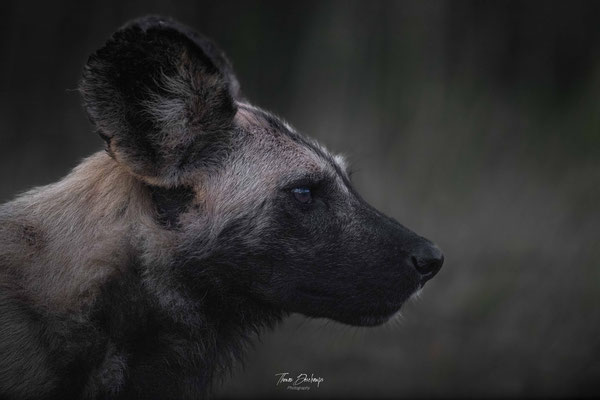 Thomas Deschamps Photography Lycaon Afrique - Wild dog Africa wildlife pictures