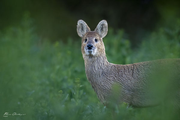 Thomas Deschamps Photography - Hydropote de chine - Angleterre - Chinese water deer wildlife pictures