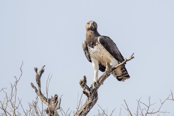 Thomas Deschamps Photography Aigle Martial Afrique - Martial Eagle Africa Wildlife pictures 