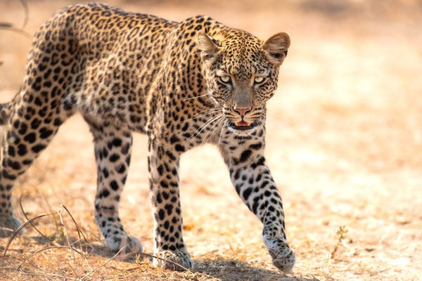 Thomas Deschamps Photography Leopard Afrique - Leopard Africa wildlife pictures