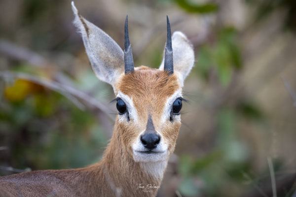Thomas Deschamps Photography Raphicere champetre Afrique - Steenbok Africa Wildlife pictures 