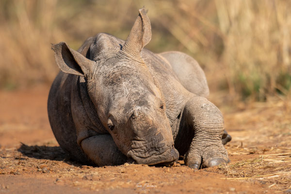 Rhinoceros-blanc-White-rhino-Afrique-du-sud-South-Africa-thomas-deschamps-photography