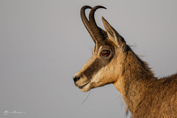 Thomas Deschamps Photography Chamois Photo France Wildlife pictures
