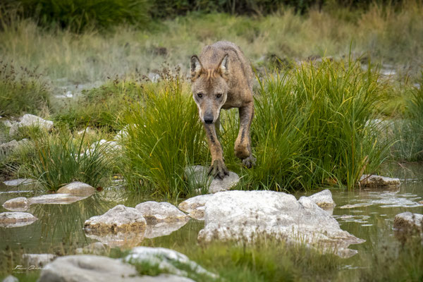 loup-gris-grey-wolf-abruzzes-italie-abruzzo-thomas-deschamps-photography