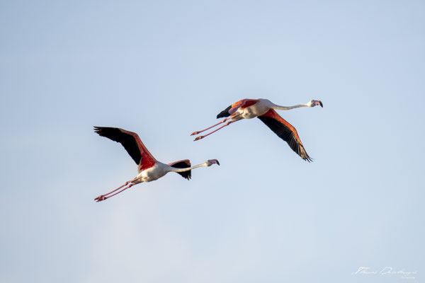 Thomas-Deschamps-Photography-flamant-rose-camargue-France-photo-picture-wildlife-flamingo