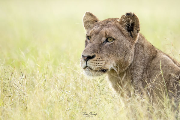 Thomas Deschamps Photography Lion Afrique - Lion Africa wildlife pictures