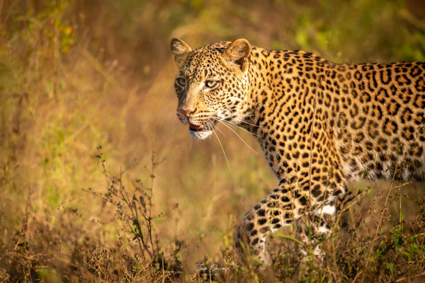 leopard-Zambie-Zambia-south-luangwa-thomas-deschamps-photography