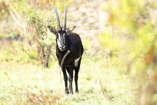Thomas Deschamps Photography Hippotrague noir Afrique - Sable antelope Africa wildlife pictures