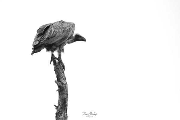 Thomas Deschamps Photography Vautour Africain Afrique - White backed Vulture Africa Wildlife pictures 