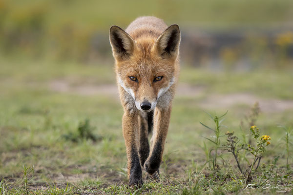 Thomas-Deschamps-Photography-renard-roux-pays-bas-photo-picture-wildlife-red-fox-netherlands