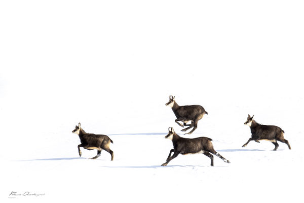 Thomas Deschamps Photography Chamois Photo France Wildlife pictures