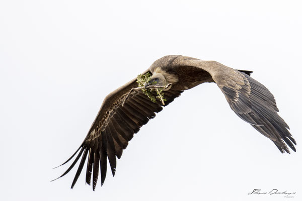 Thomas Deschamps Photography Vautour fauve France  baronnies provence griffon vulture wildlife pictures