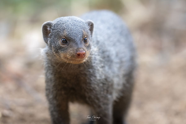 Thomas Deschamps Photography Mangouste rayee Afrique - Striped mongoose Africa wildlife pictures