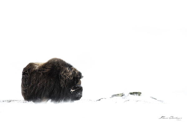 Thomas Deschamps Photography Boeuf musqué Dovrefjell Norvege - Muskox Norway wildlife pictures
