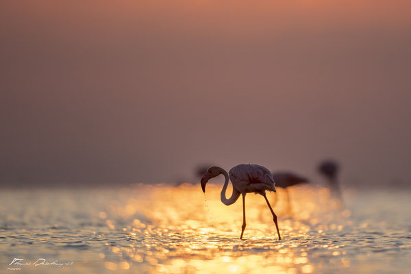Thomas-Deschamps-Photography-flamant-rose-camargue-France-photo-picture-wildlife-flamingo