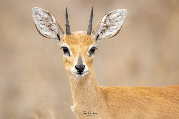 Raphicere-champetre-steenbok-Afrique-du-sud-South-africa-thomas-deschamps-photography