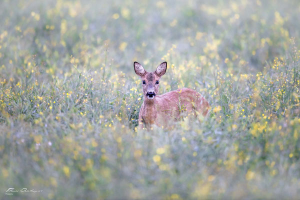 Thomas Deschamps Photography Chevreuil France Roe Deer wildlife pictures