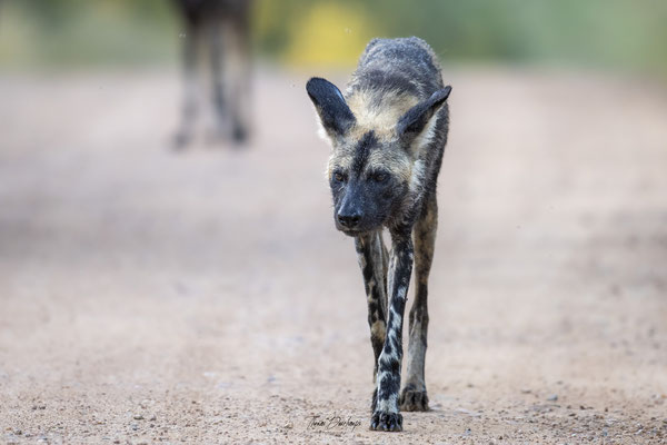 Thomas Deschamps Photography Lycaon Afrique - Wild dog Africa wildlife pictures