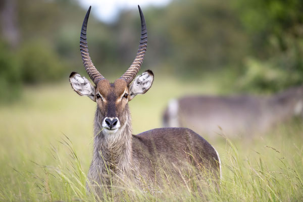 Cobe-a-croissant-waterbuck-Afrique-du-sud-South-africa-thomas-deschamps-photography