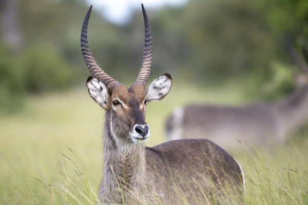 Thomas Deschamps Photography Cobe a croissant Afrique - Common Waterbuck Africa wildlife pictures