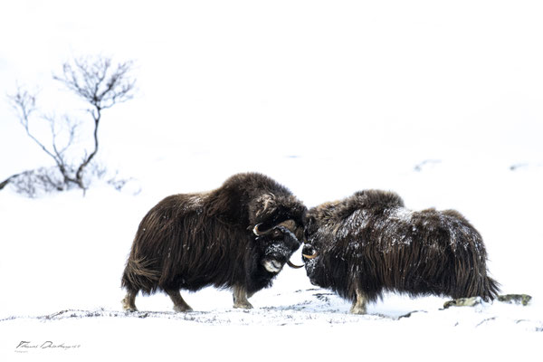 Thomas Deschamps Photography Boeuf musqué Dovrefjell Norvege - Muskox Norway wildlife pictures