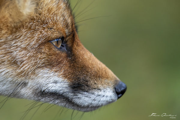 Thomas-Deschamps-Photography-renard-roux-pays-bas-photo-picture-wildlife-red-fox-netherlands