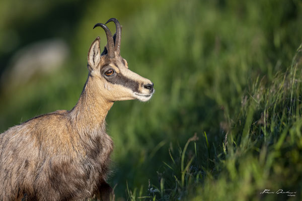 Thomas Deschamps Photography Chamois Photo France Wildlife pictures