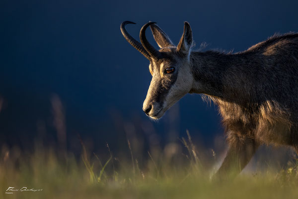 Thomas Deschamps Photography Chamois Photo France Wildlife pictures