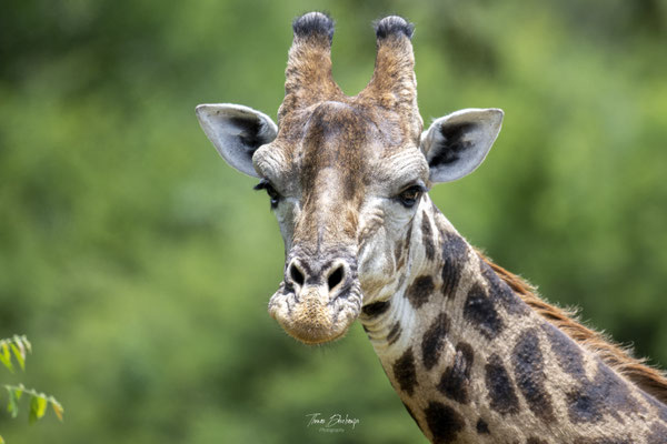 Thomas Deschamps Photography Girafe Afrique - Southern Giraffe Africa wildlife pictures