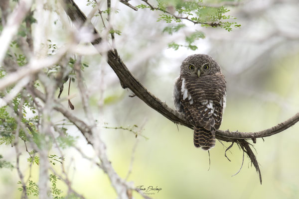Thomas Deschamps Photography Chevechette du Cap Afrique - African barred owlet Africa Wildlife pictures 