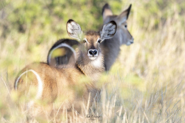 Thomas Deschamps Photography Cobe a croissant Afrique - Common Waterbuck Africa wildlife pictures
