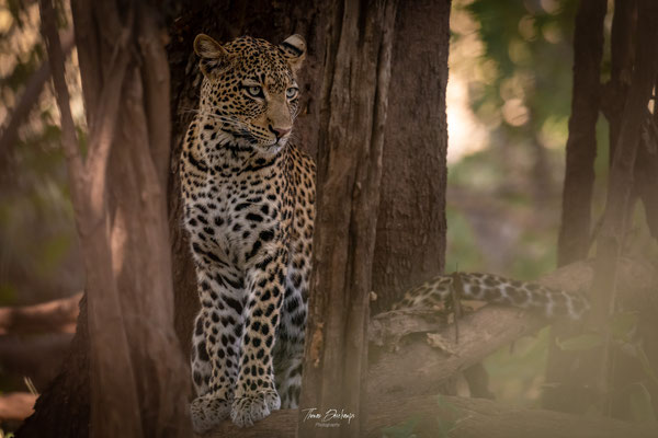 Thomas Deschamps Photography Leopard Afrique - Leopard Africa wildlife pictures