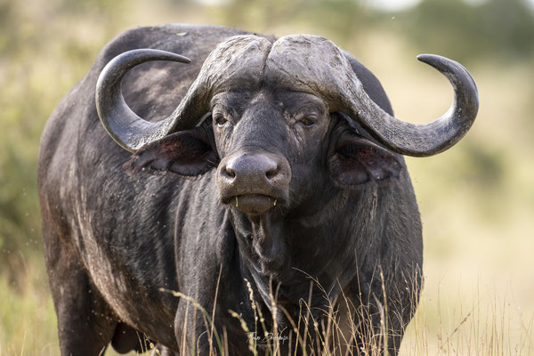 Thomas Deschamps Photography Buffle d'Afrique - African Buffalo Africa wildlife pictures