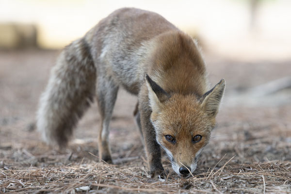 Thomas-Deschamps-Photography-renard-roux-italie-photo-picture-wildlife-red-fox-italy