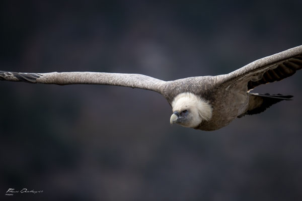 Thomas Deschamps Photography Vautour fauve France  baronnies provence griffon vulture wildlife pictures