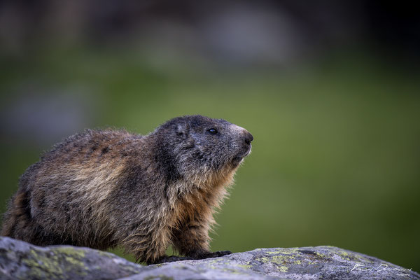 Thomas-Deschamps-Photography-marmotte-ecrins-France-photo-picture-wildlife-marmot