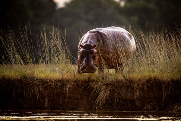 Hippopotame-Hippopotamus-Zambie-Zambia-thomas-deschamps-photography