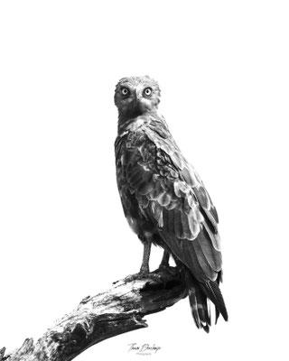 Thomas Deschamps Photography Circaete jean le brun Afrique - Brown Snake Eagle Africa Wildlife pictures 
