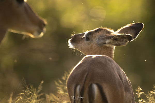 Thomas Deschamps Photography Impala Afrique - Impala Africa wildlife pictures